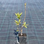 Azalka veľkokvetá (Azalea Mollis) ´ANNEKE´ - výška 40-60 cm, kont. C3L